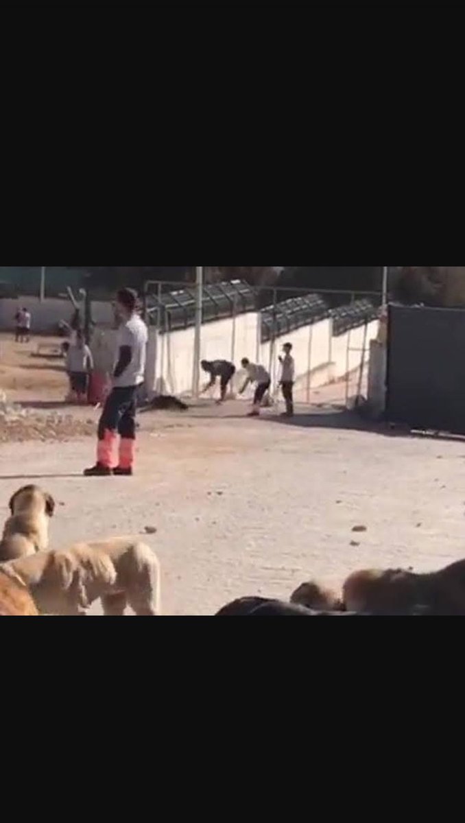 #ŞikecileriKollayanVAR #ŞikecileriKollayanVAR Stop massacre in Türkiye !! #AdaletÇağrısı #aymyasayıiptalet <a href="/AYMBASKANLIGI/">Anayasa Mahkemesi</a>   #konya Konya barinaginda masum hayvanlar kurekle vura vura olduruldu #aymyasayıiptalet mek icin neyi bekliyorsun