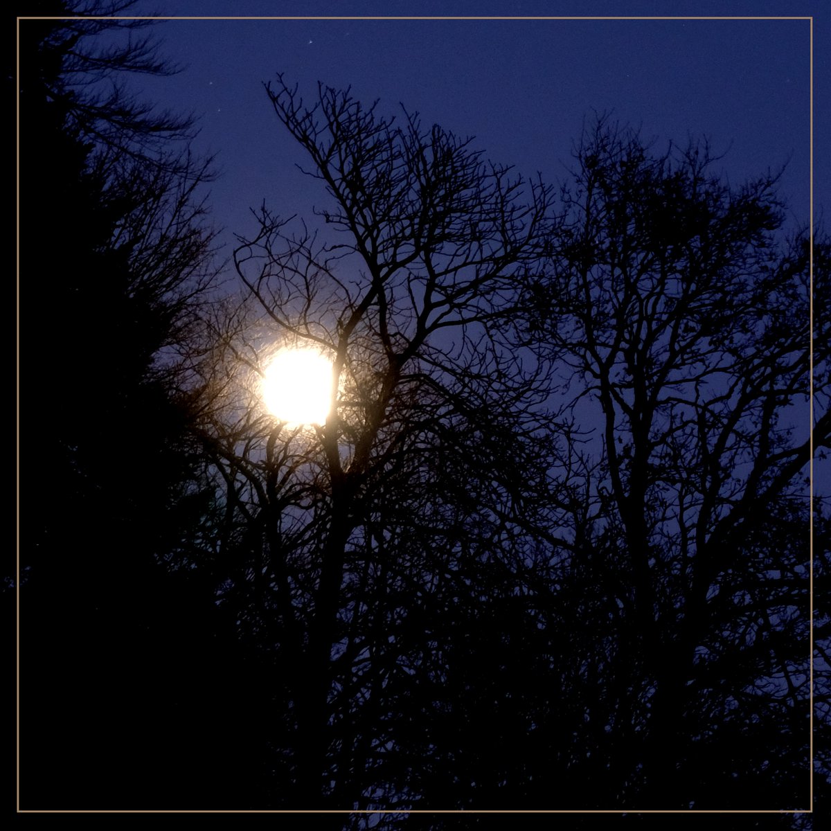 Vollmond heute. "Wolfsmond"? Kam er daher aus dem Wald? HuhHuhHuuuuuhhhhhh!