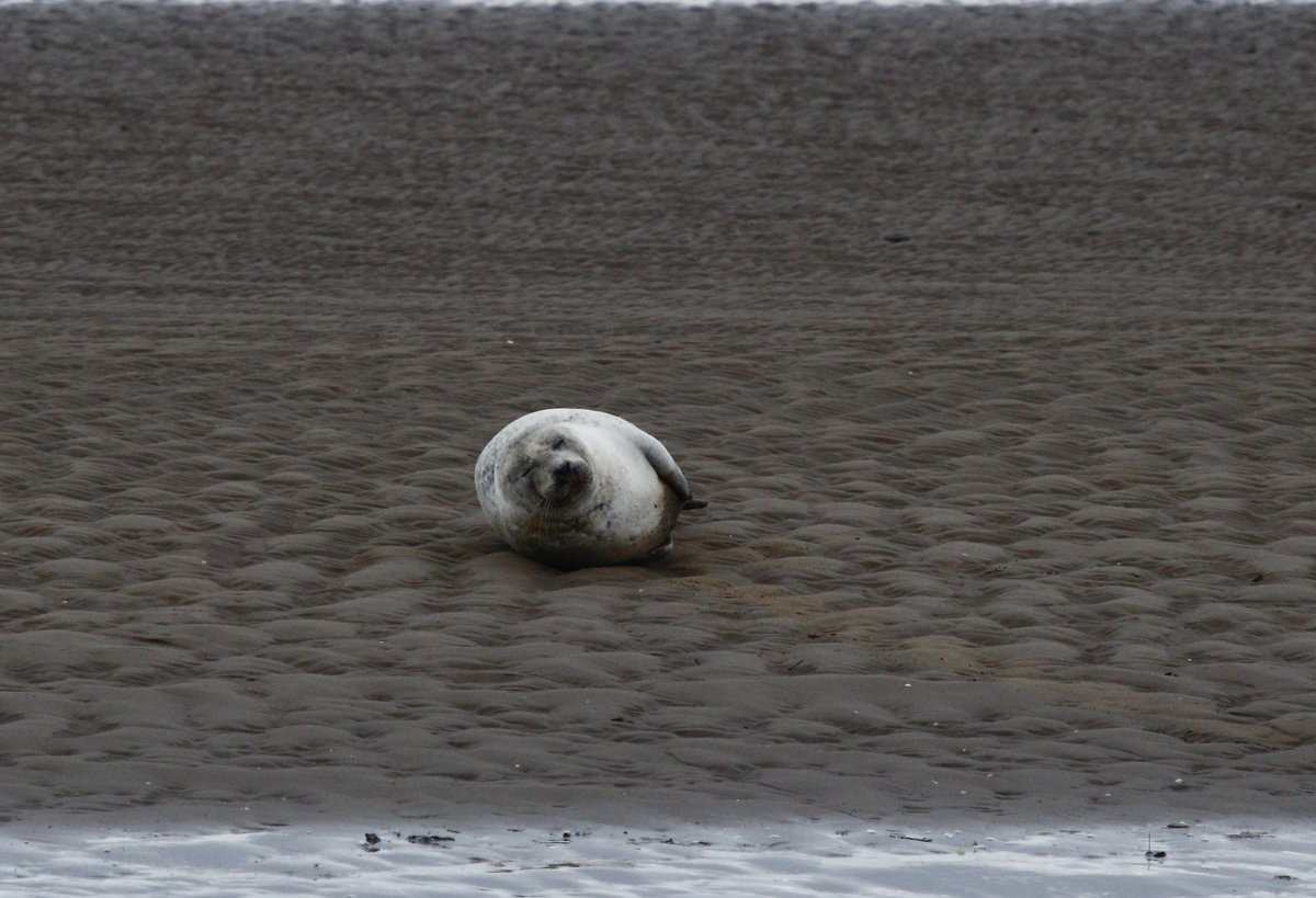 Stuart Line Cruises (@stuartlineexm) on Twitter photo Another great Guided Bird Cruise today highlights 50+ Bar-tailed Gotwits 16 RB Mergansers 400+ airborne DB Brent Geese spooked by 2 x Marsh Harriers over Powderham Marsh. Plus a Common and Grey Seal and of course great company. <a href="/RSPBExeEstuary/">RSPB Exe Estuary & Darts Farm</a> Another great Guided Bird Cruise today highlights 50+ Bar-tailed Gotwits 16 RB Mergansers 400+ airborne DB Brent Geese spooked by 2 x Marsh Harriers over Powderham Marsh. Plus a Common and Grey Seal and of course great company. <a href="/RSPBExeEstuary/">RSPB Exe Estuary & Darts Farm</a>