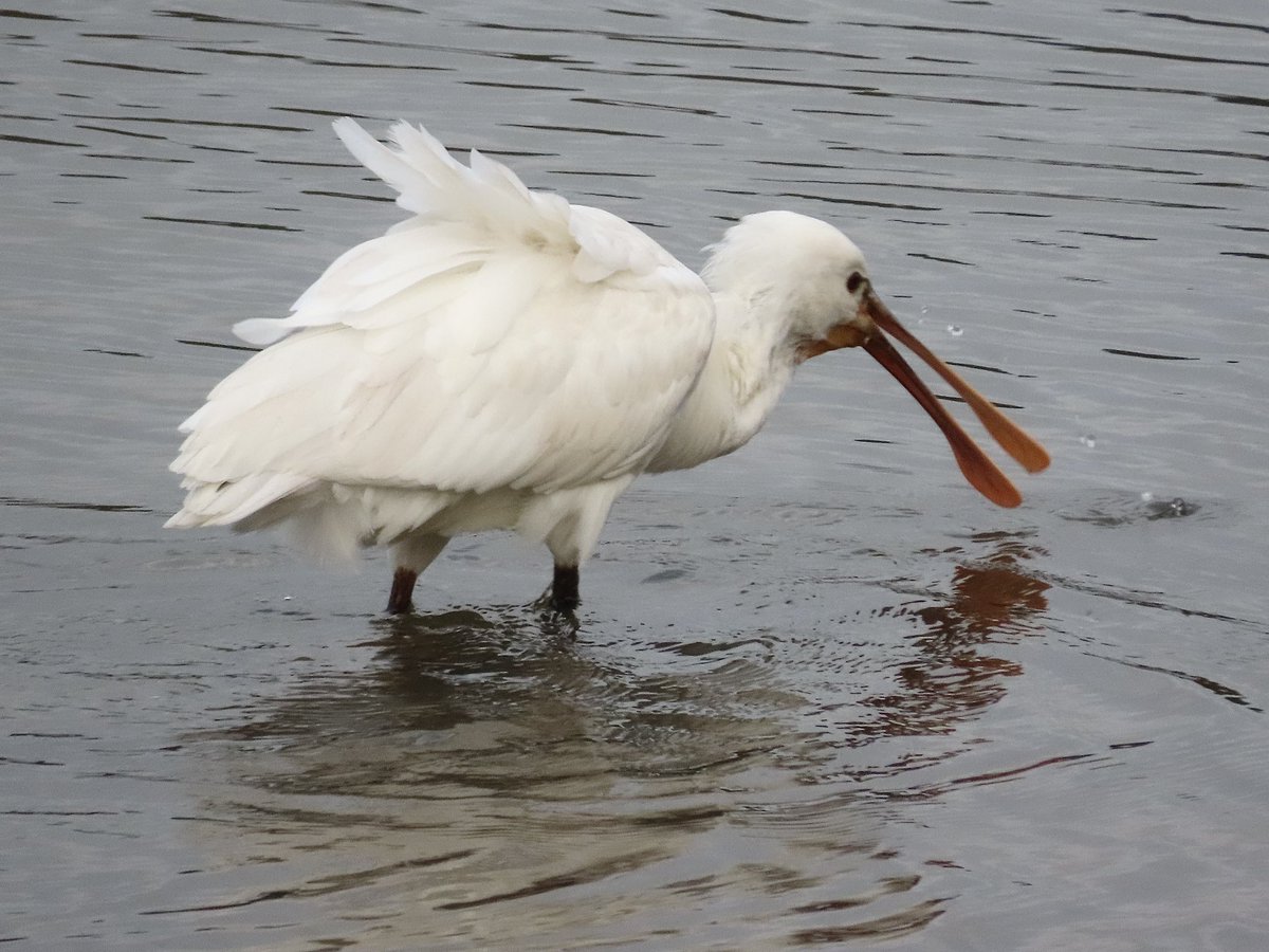 LynnColli 〓〓 (@ljcolli) on Twitter photo Spoonbill. RSPB Hayle Estuary 13/1/25
<a href="/CBWPS1/">Cornwall Birds</a> <a href="/Natures_Voice/">RSPB</a> <a href="/BTO_Cornwall/">British Trust for Ornithology in Cornwall 〓〓</a> <a href="/BirdGuides/">BirdGuides</a> <a href="/RSPBbirders/">RSPB Birders</a> <a href="/NatureUK/">NatureUK</a> <a href="/WildlifeTrusts/">The Wildlife Trusts</a> #BirdsSeenIn2025 Spoonbill. RSPB Hayle Estuary 13/1/25
<a href="/CBWPS1/">Cornwall Birds</a> <a href="/Natures_Voice/">RSPB</a> <a href="/BTO_Cornwall/">British Trust for Ornithology in Cornwall 〓〓</a> <a href="/BirdGuides/">BirdGuides</a> <a href="/RSPBbirders/">RSPB Birders</a> <a href="/NatureUK/">NatureUK</a> <a href="/WildlifeTrusts/">The Wildlife Trusts</a> #BirdsSeenIn2025