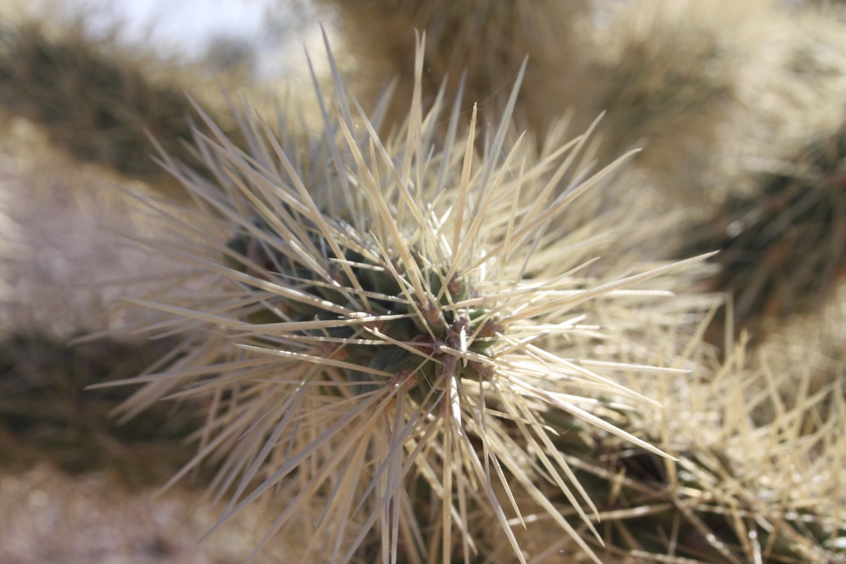 USFWS's tweet photo. “Pointy pointy pointy, pointy point!” – Patrick Star

Did you know the spines of a cactus are modified leaves? They grow from the same cells that produce leaves in other plants. This adaptation protects some cacti, like this cholla cactus.

📷: Andrew Loescher https://t.co/2ipgJraidp
