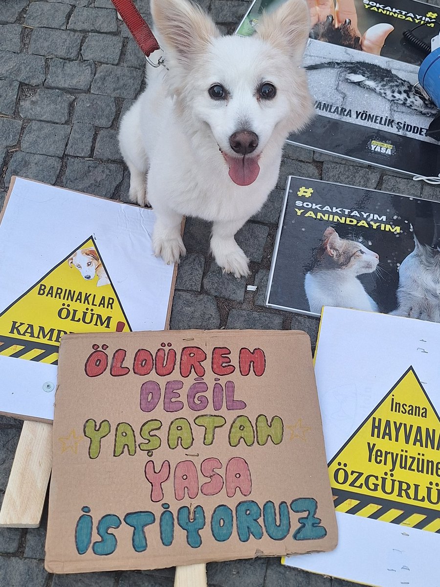 Öldüren değil yaşatan yasa istiyoruz. Can dostlarımız için #AdaletCağrısı 
<a href="/AYMBASKANLIGI/">Anayasa Mahkemesi</a> 
#AymYasayıİptalEt