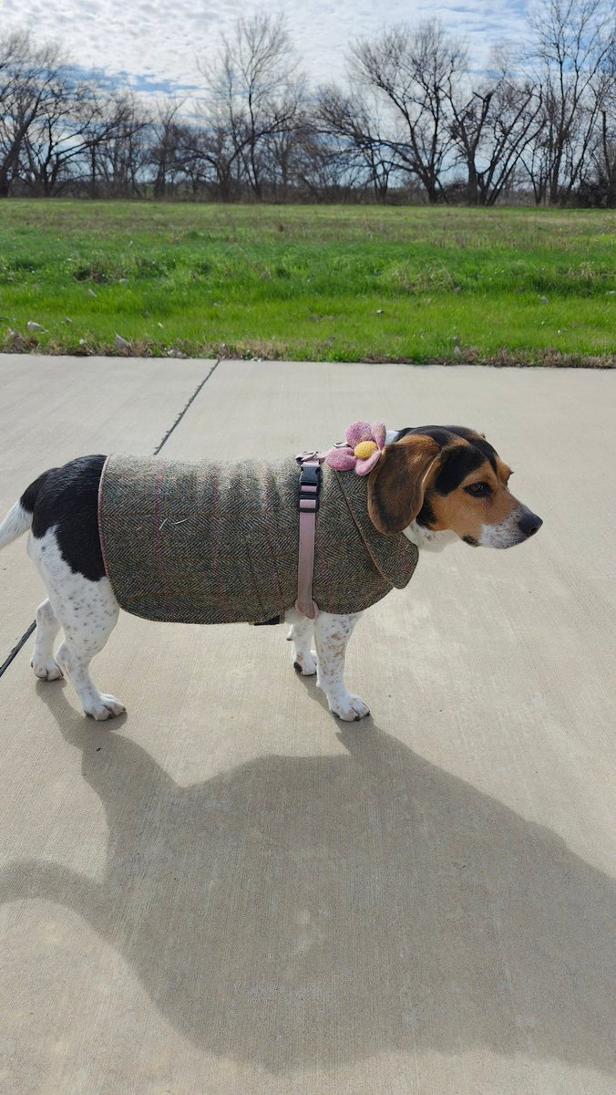 jennalee's tweet photo. Also .....Gigi wears Harris Tweed. 

#beagle #Harristweed https://t.co/Bd22fiJpVi