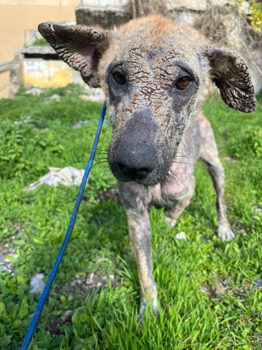 Beta Lebanon tweet media