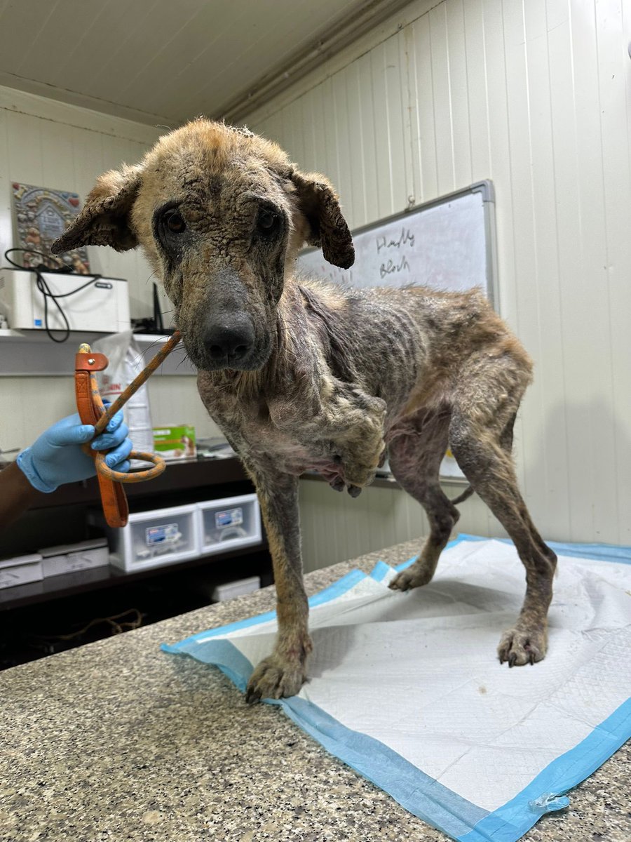 Beta Lebanon tweet media