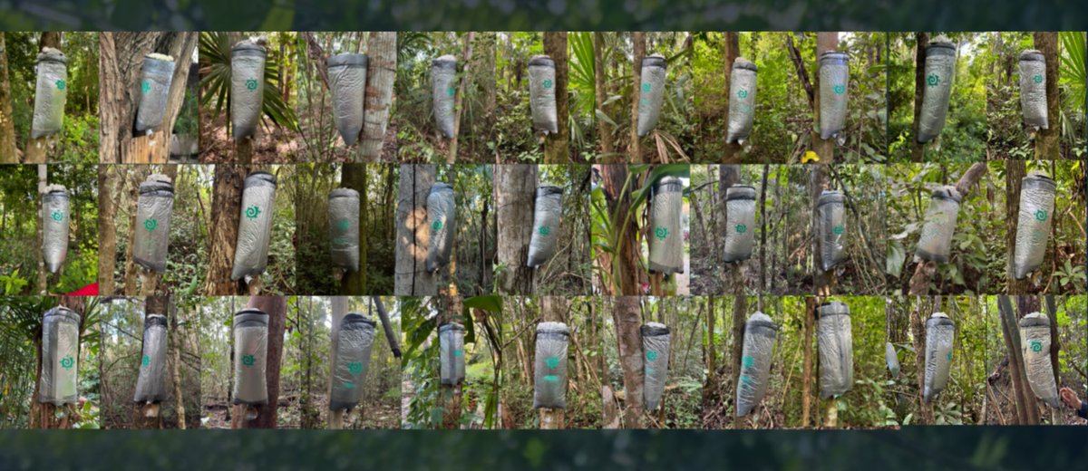 ATTRACTORS IN THE WILD! 🐝

❤️‍🔥This is an important milestone achievement for our pollination sector!

🏠We placed 34 bee-attractors in 5 different locations in the bioregion. The reason is to get more chances to collect as much biodiversity as possible.

📍We took pictures and