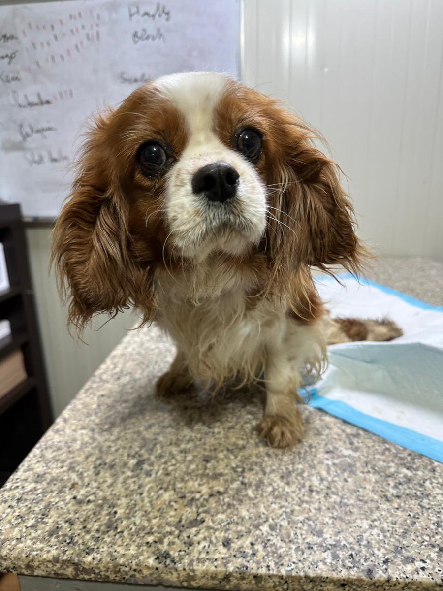 Beta Lebanon tweet media