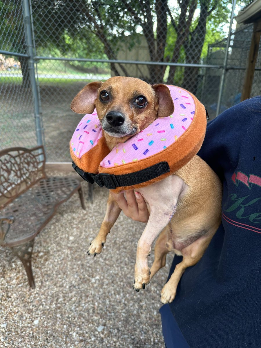 dog_rates's tweet photo. This is Roscoe. He suffered a broken elbow and desperately needed surgery to fix it. Thanks to an incredibly generous $5,000 donation to @15outof10 from the amazing folks at Dutch, his surgery and care is completely paid for! He's fully healed and has even been adopted ❤️‍🩹 #ad https://t.co/NrK63wMZlr