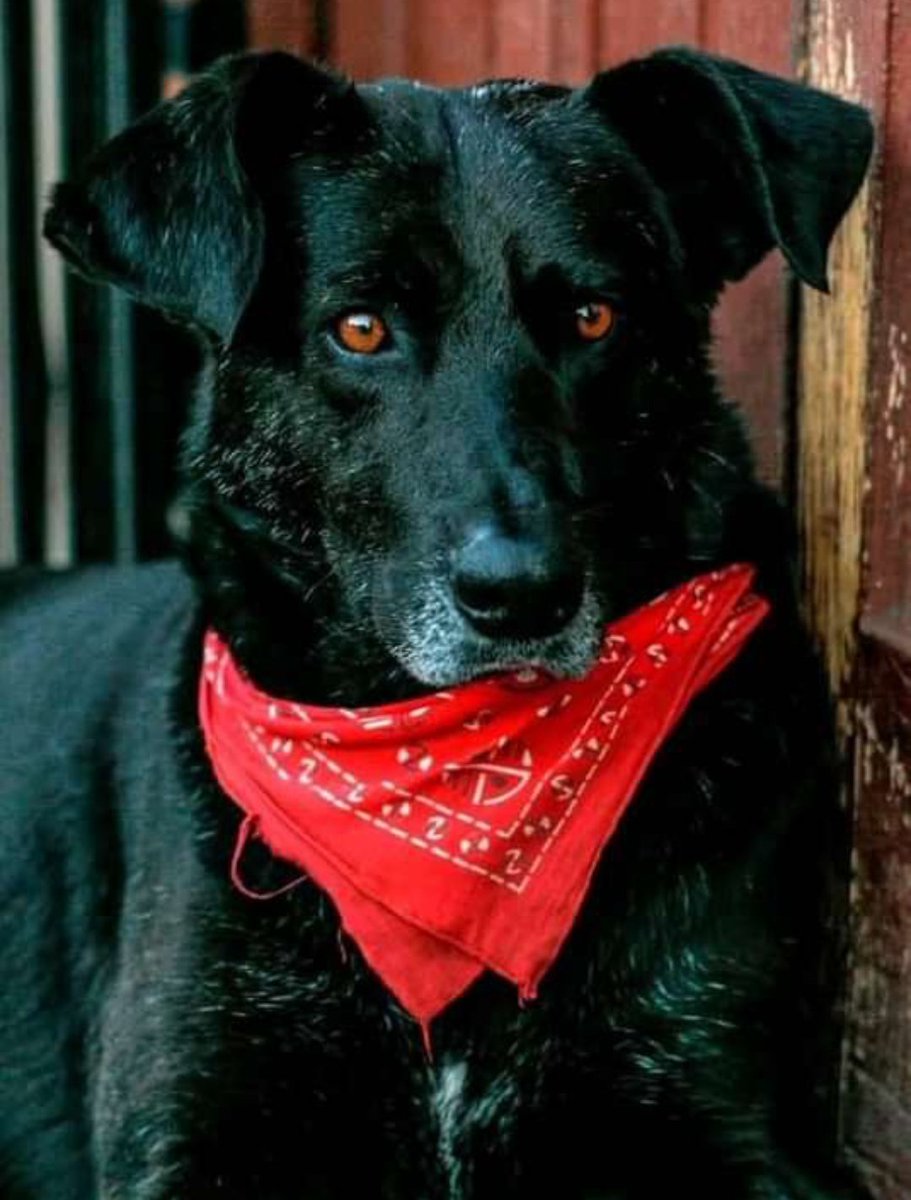 vivalanarquia's tweet image. El Negro Matapacos 💖