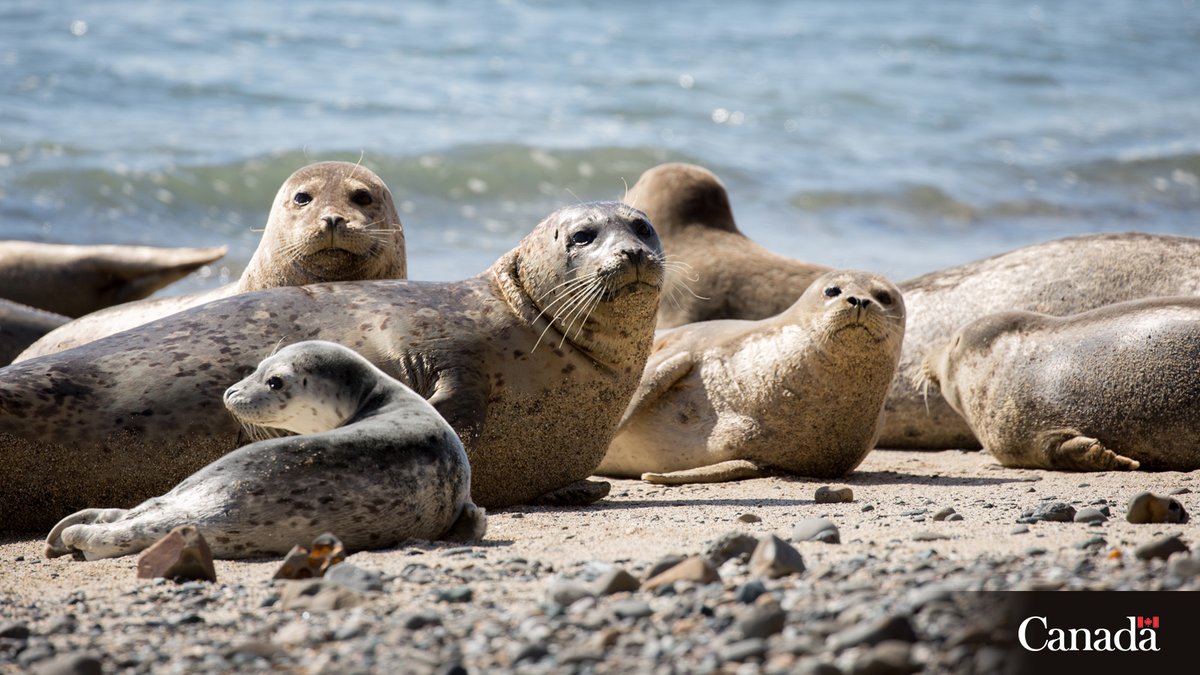 MPO_Pacifique's tweet photo. Les #phoques passent environ un tiers de leur temps sur la terre. Ils viennent sur les rivages pour se reposer, socialiser, échapper aux prédateurs, donner naissance à leurs petits, les allaiter et se prélasser au soleil. https://t.co/4AFaSyGM7Z