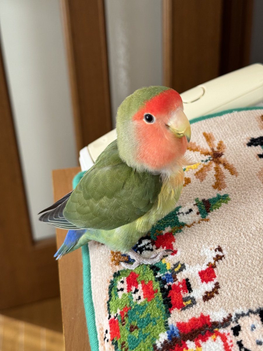 ご無沙汰しています。
コザクラインコ、アイちゃんですが、去年3月に空へ帰りました。もうすぐ7歳になるところでした。お付き合い下さり、本当にありがとうございました。