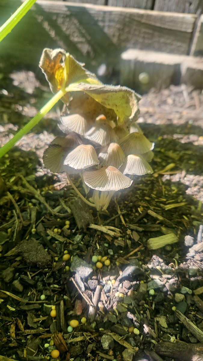 From the rains #GardeningX #gardenerslife #gardens #fairygarden #toadstools