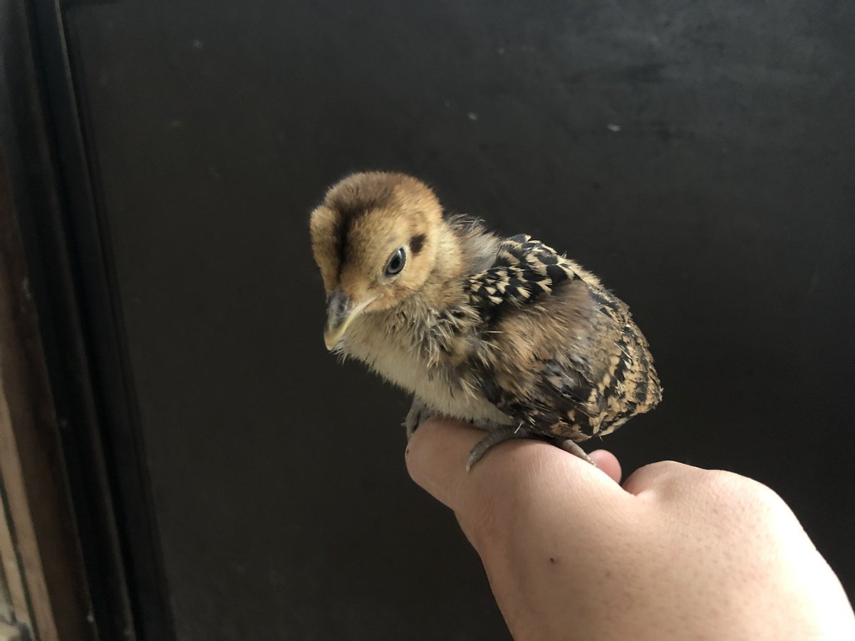 鳥屋のひとりごと| 高橋琉河 tweet media