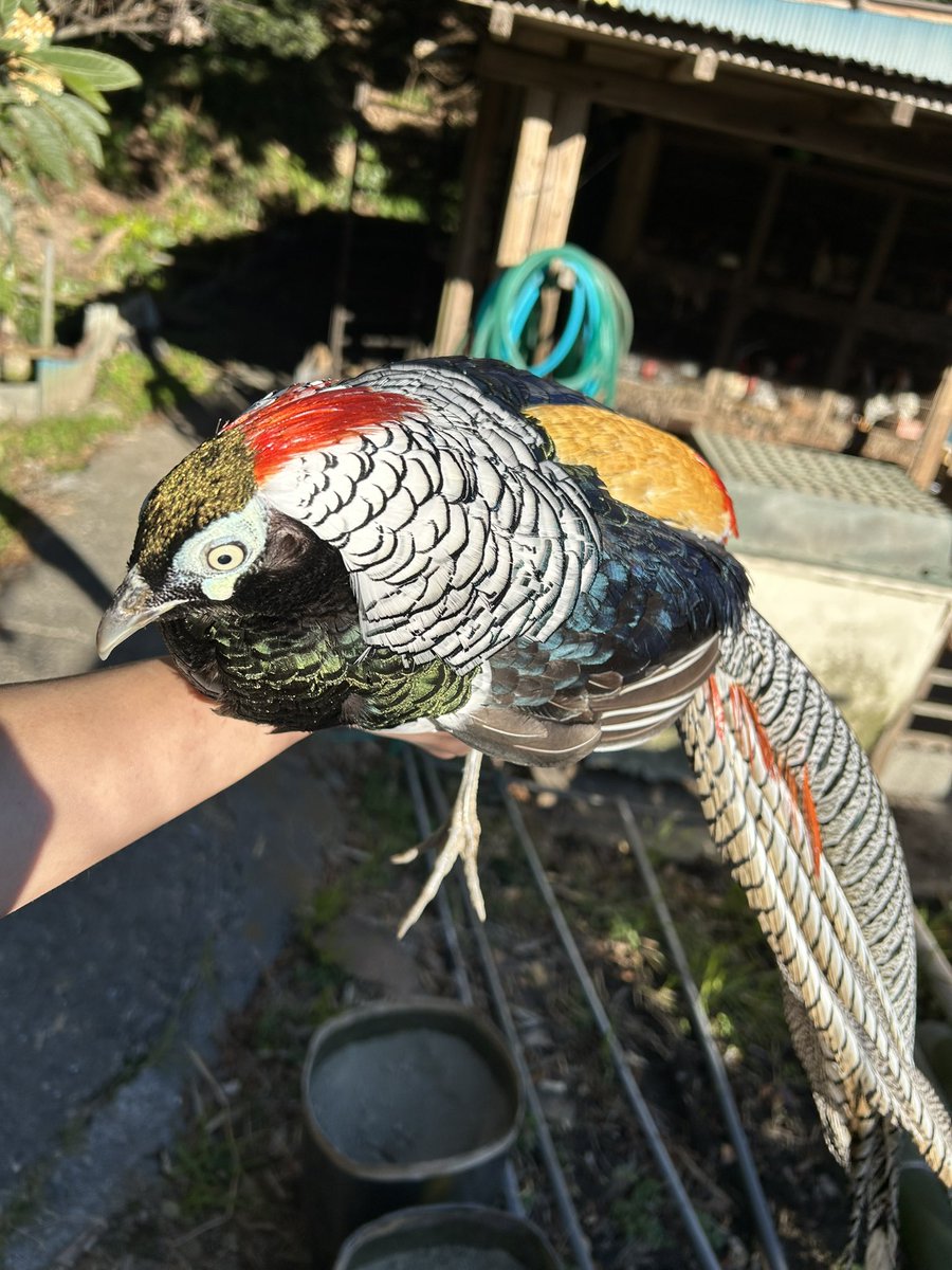 鳥屋のひとりごと| 高橋琉河 tweet media