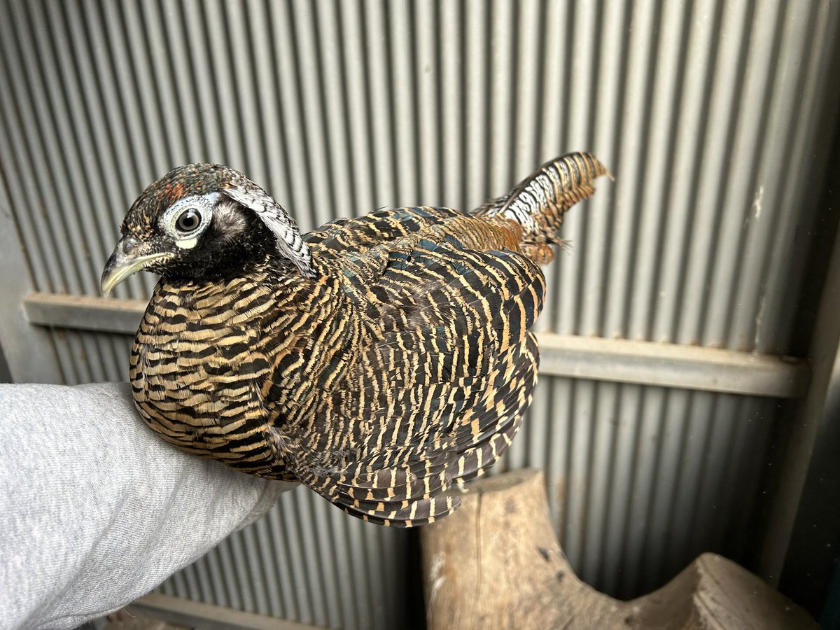 鳥屋のひとりごと| 高橋琉河 tweet media