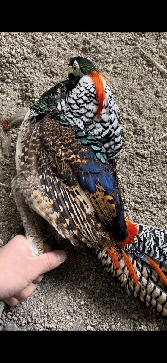 鳥屋のひとりごと| 高橋琉河 tweet media