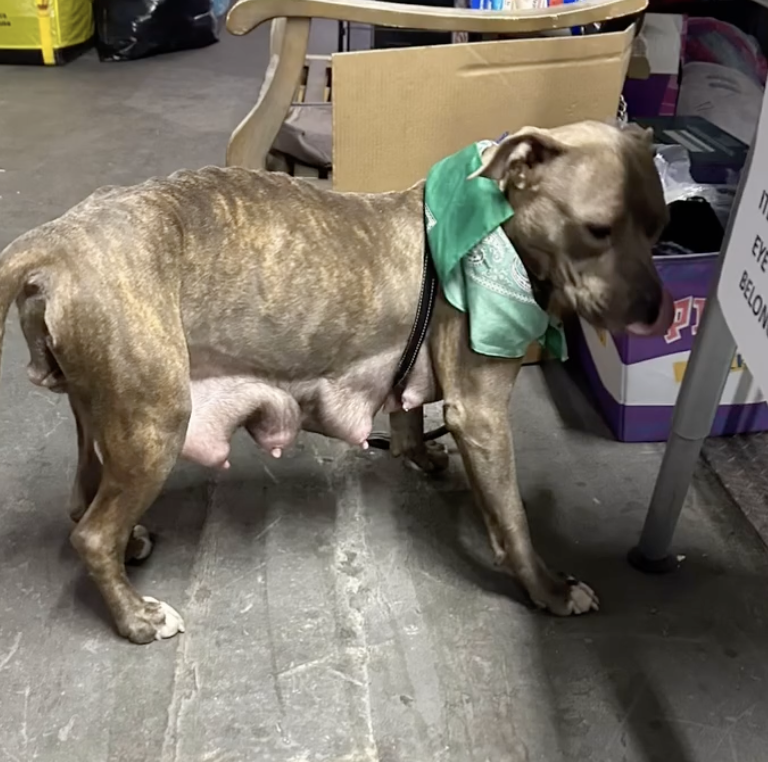 911!! This dog was just tossed in a building on Skid Row. The “owner” said “she’s yours now”. She is in IMMENSE pain.  If you can foster in the LA area let me know asap! If you can donate let me know!! We CANNOT get this dog without without a committed foster and pledges.