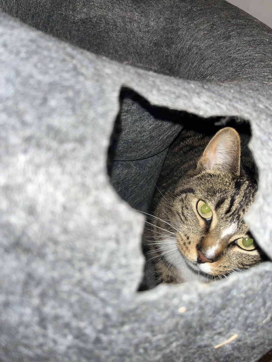 JesterWuff's tweet image. Hey @kreespa, your son is about to start some shit!