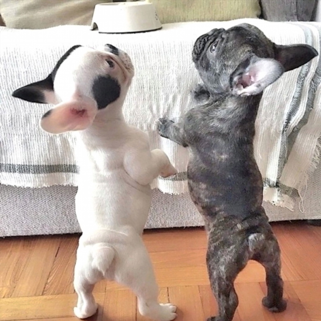 Dogs come into out lives to teach us about love, they depart to teach us about loss. A new dog never replaces an old dog. It merely expands the heart.

#petsluver #puppy #dogoftheday #pets