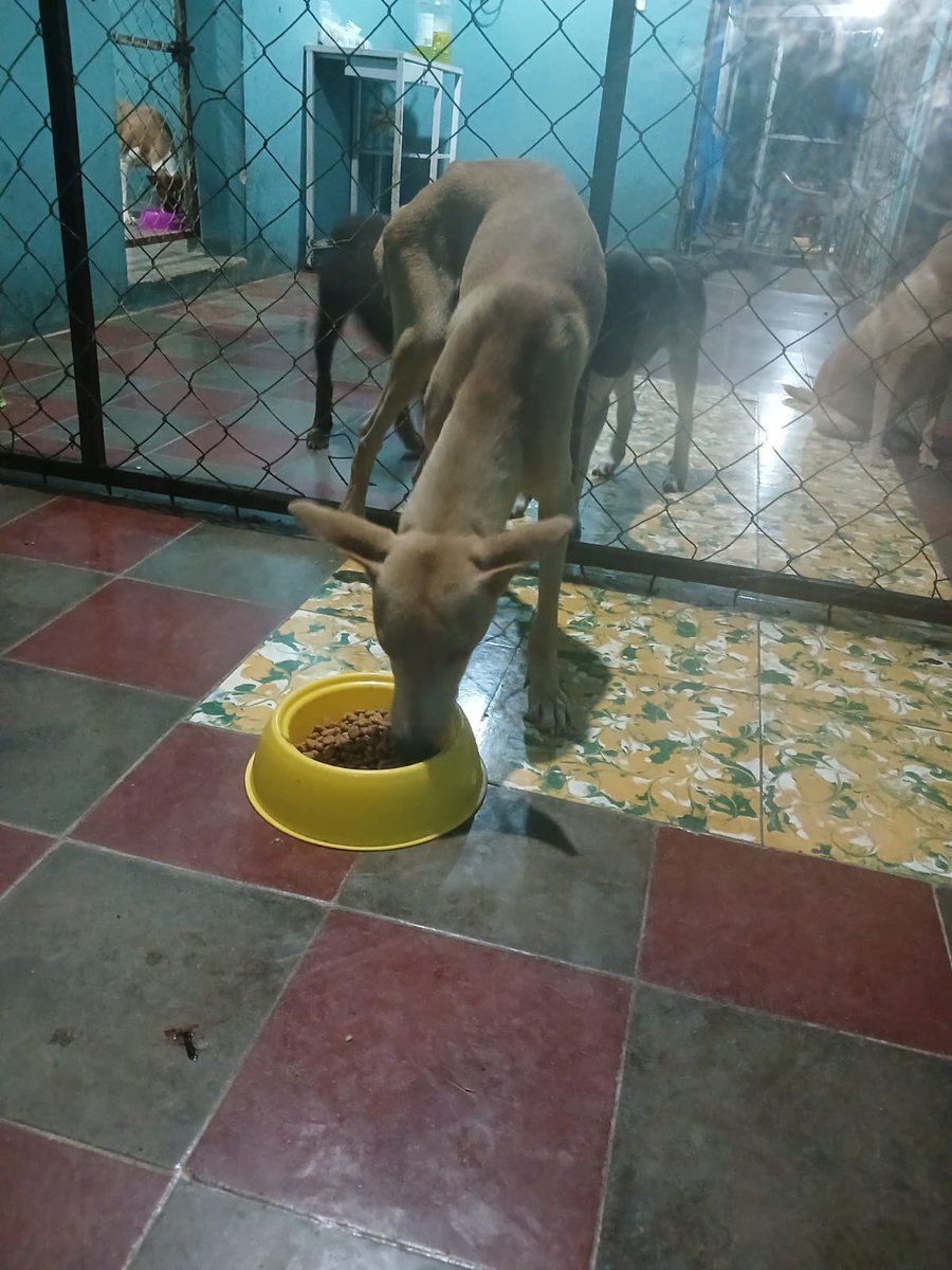 Somos Ángeles 🐶🐾 tweet media