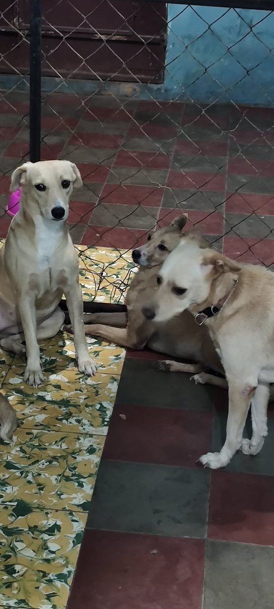 Somos Ángeles 🐶🐾 tweet media