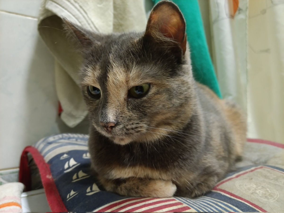 WindwalkerD's tweet image. Гадюка задумалась