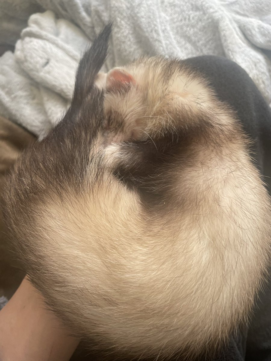 手の上で爆睡してるのかわいいねー
