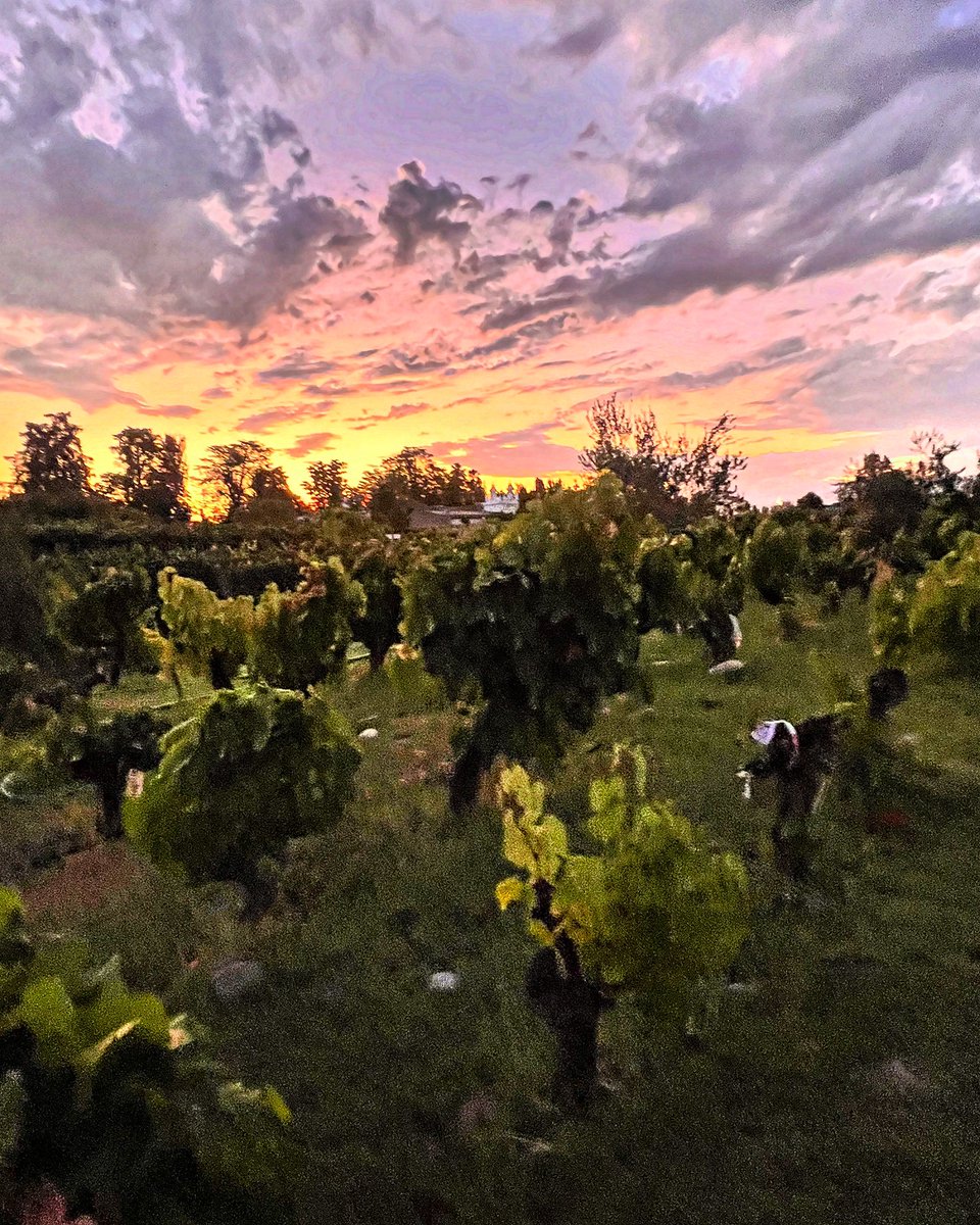 Alejandro Vigil tweet media