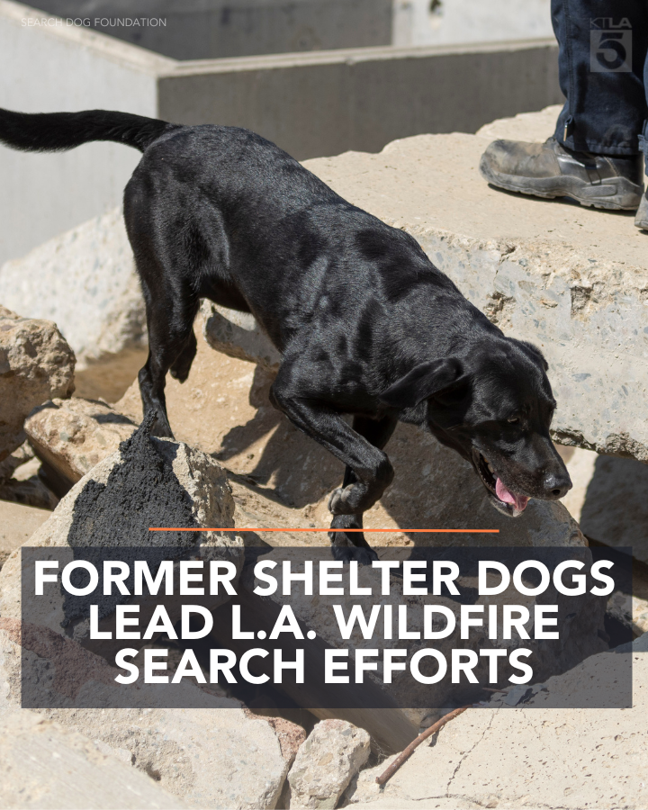 KTLA's tweet photo. Former shelter dogs that were deemed too "high energy" are now on the front lines in Los Angeles, searching through the rubble of the #PalisadesFire and #EatonFire. https://t.co/m8tvvE5daJ https://t.co/xWipMv7YCz