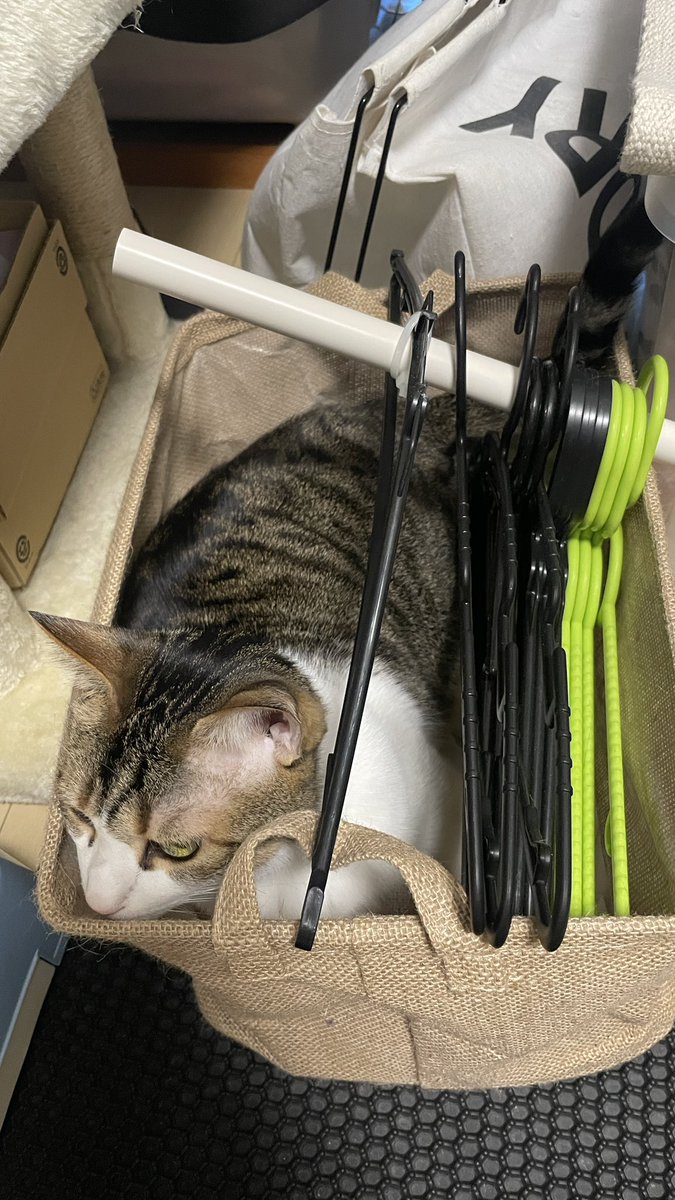 Mimura_Ranmaru's tweet photo. 可愛いハンガーが入ってる♪何掛けようかな？ #猫 #猫のいる生活 #猫好きさんと繋がりたい #猫がいる幸せ https://t.co/FTGyysfUZh
