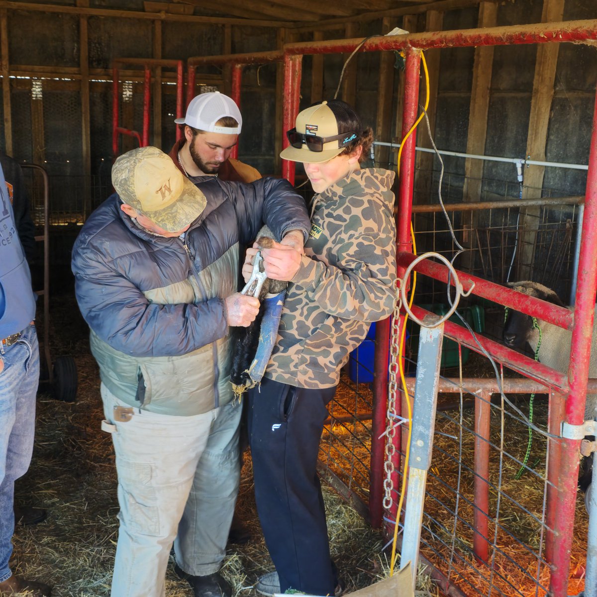 jjffa's tweet photo. Lambing season is here!!! #woocrew #endlesspossibilities #itsallforthekids #hardworkanddedication https://t.co/eazSEwrUea