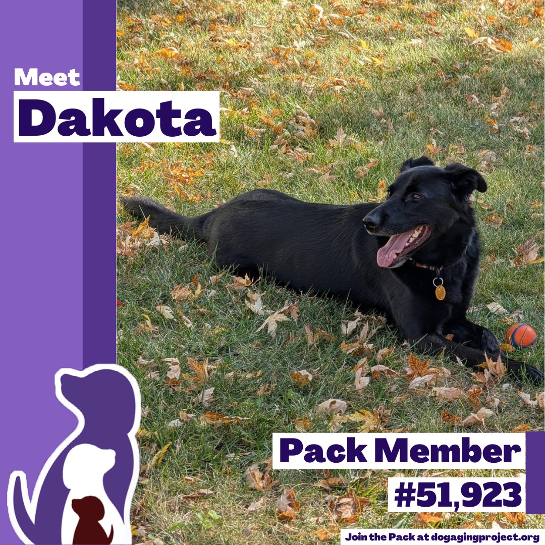 DogAgingProject's tweet photo. Want to help dogs live longer, healthier lives? Join the Dog Aging Project Pack at https://t.co/iCdxo9kSgz!
🐾 Together, we can help #dogs live longer, healthier lives.
#PackSpotlight #Dogs #CommunityScience #DogScience https://t.co/9gQ7E7wxhe