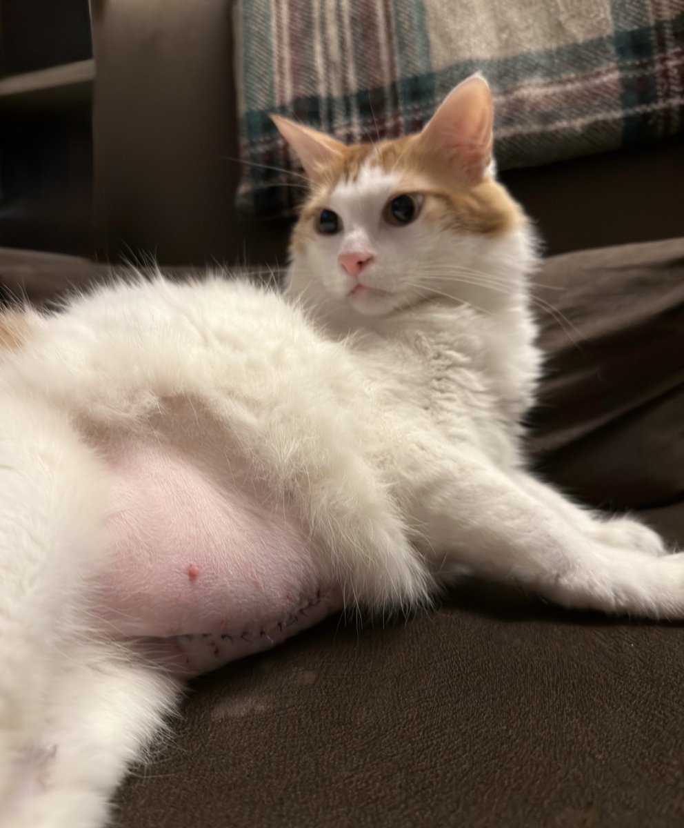 Çuk iyiyim gübek tüylerim çıkmaya başladı