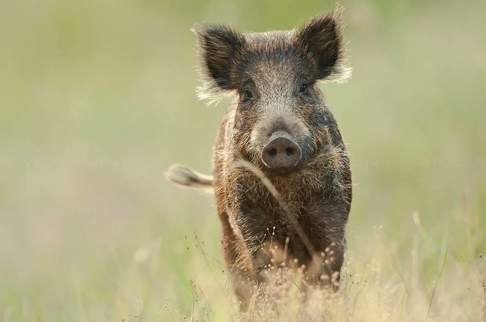 MichelF29015597's tweet photo. Pourquoi vouloir tuer Rillette ?
Vaccinée, apprivoisée, elle vit dans une ferme 2km à l'écart de toute autre habitation.
Alors dîtes nous pourquoi vouloir euthanasier Rillette ? https://t.co/4H0g7tq4XP