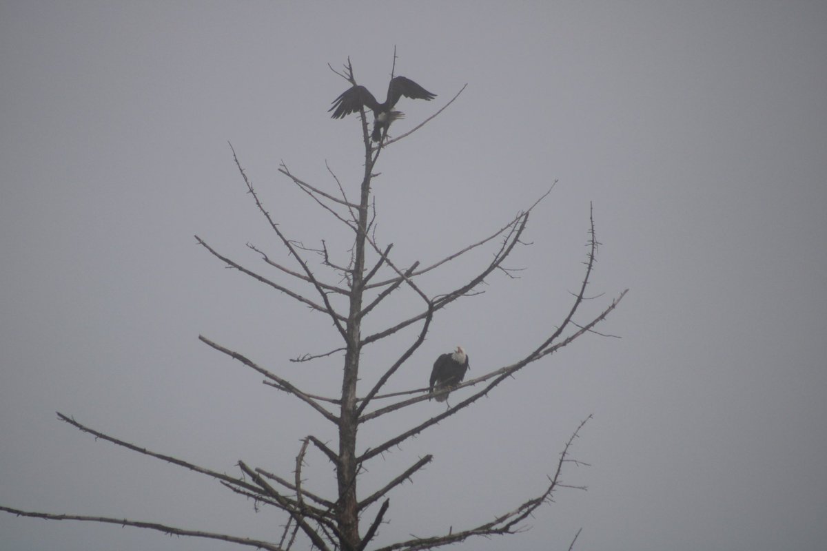 mitchiavelli's tweet photo. Some Bald Eagle shots from today. https://t.co/3Vln1kMuMS