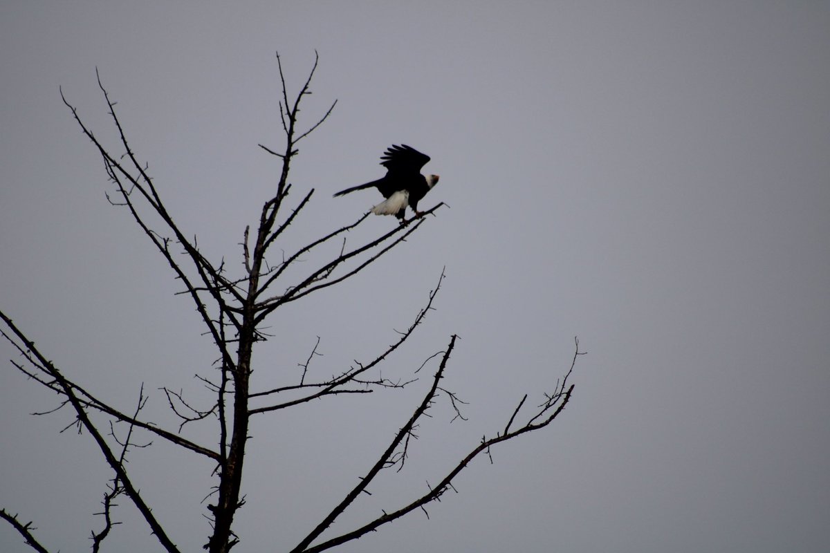 mitchiavelli's tweet photo. Some Bald Eagle shots from today. https://t.co/3Vln1kMuMS