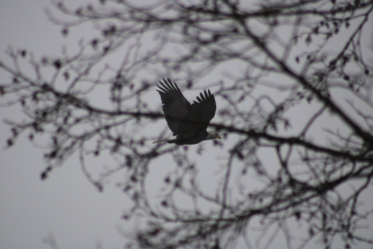 mitchiavelli's tweet photo. Some Bald Eagle shots from today. https://t.co/3Vln1kMuMS