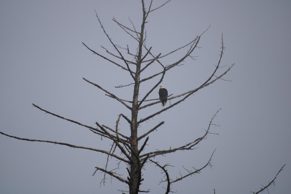 mitchiavelli's tweet photo. Some Bald Eagle shots from today. https://t.co/3Vln1kMuMS