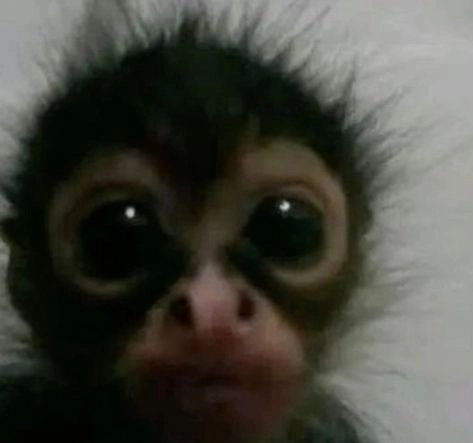 me bañé y en vez de secarme con mi toalla agarré la del perro.