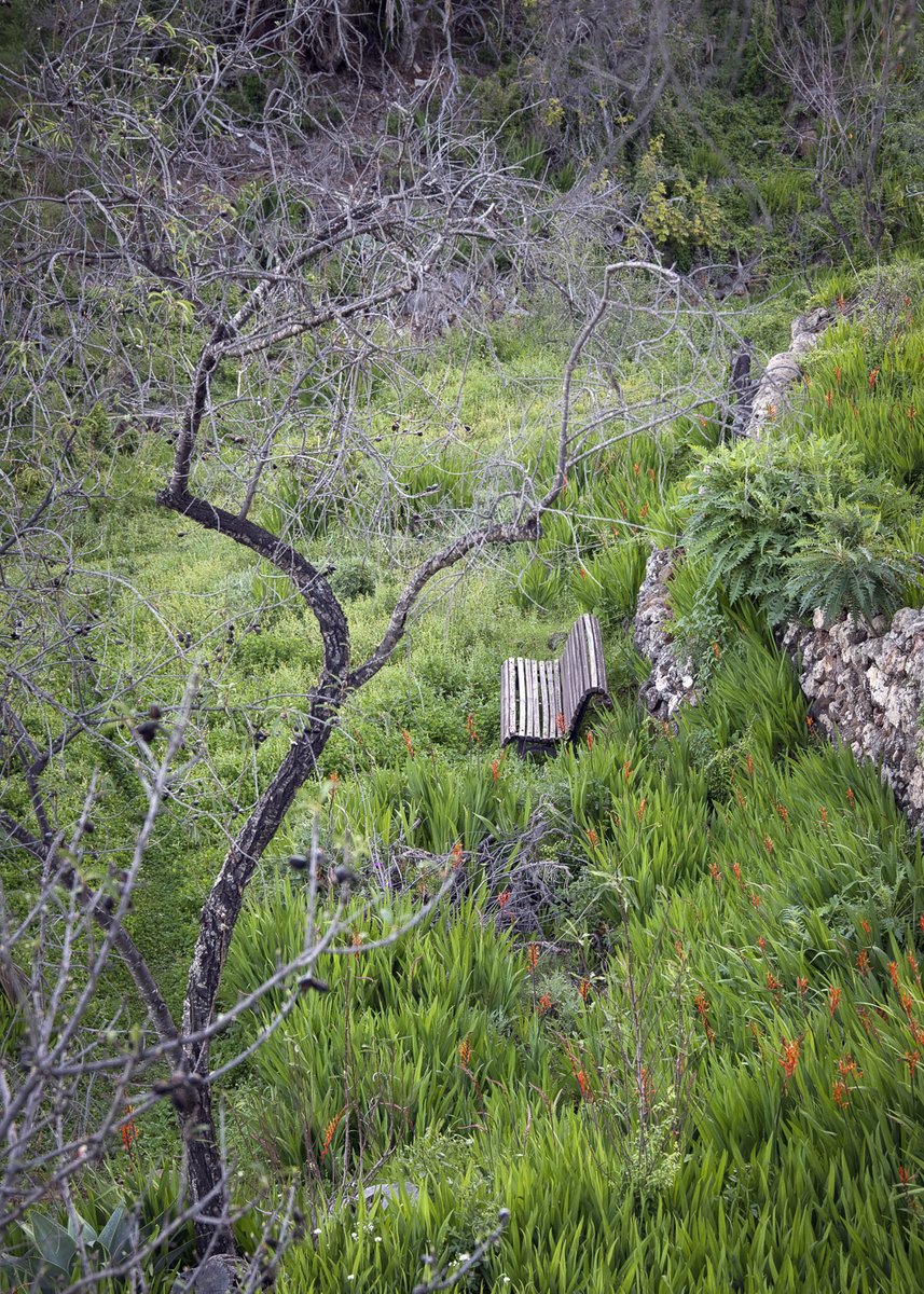 mauro_fotos's tweet image. El arte de cultivar tranquilidad...
-Puntagorda, Isla de La Palma-
#LaPalma #EncantoRural #tranquilidad #mauro_fotos