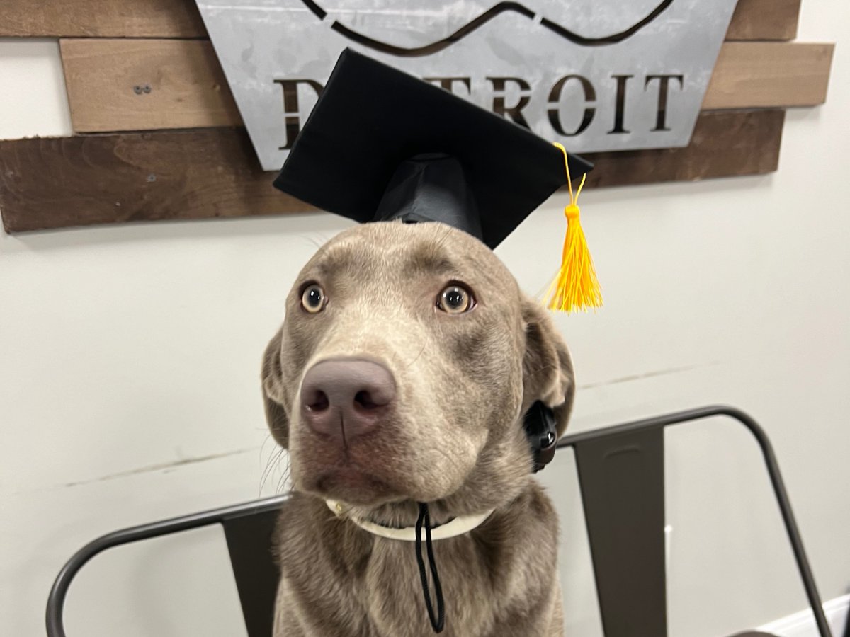 schoolcraftnow's tweet photo. Our campus felt a little quieter last week, but for a great reason—our Campus Comfort Companions were busy completing their final training! 🎓🐾 We're thrilled to announce they’ve officially graduated as Certified Comfort Companions! #CertifiedComfortdogs #SchoolcraftCollege https://t.co/WjQpqggLTS