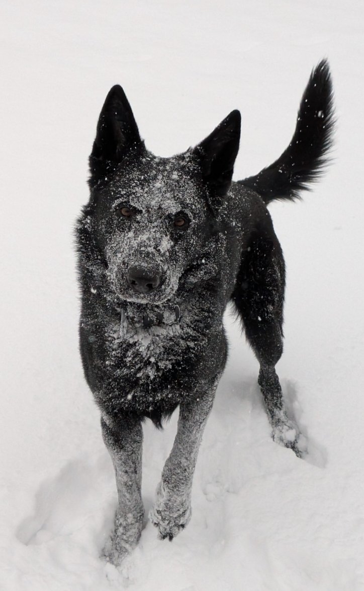 HamiltonTwpPD tweet media