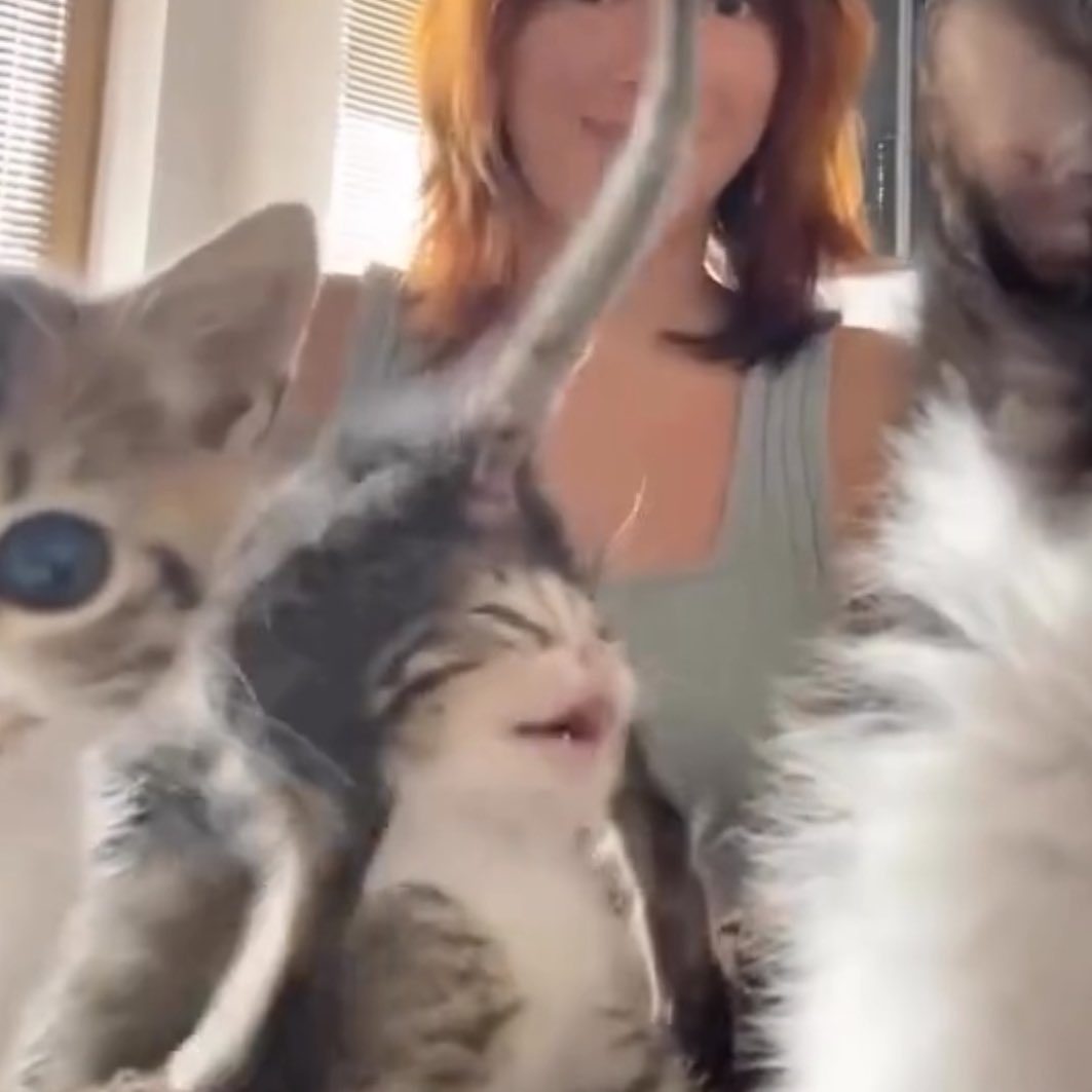 PunchingCat's tweet photo. his face 😭 https://t.co/v0mRRN341T
