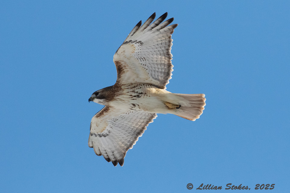 stokesbirding's tweet photo. Beautiful Red-tailed Hawk flew overhead during Hawk Migration Association's Winter Raptor Survey. https://t.co/1IXJ84aThv