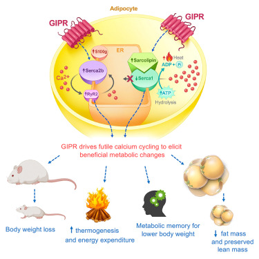 The GIP receptor activates futile calcium cycling in white adipose tissue to increase energy expenditure and drive weight loss in mice dlvr.it/THL8yc