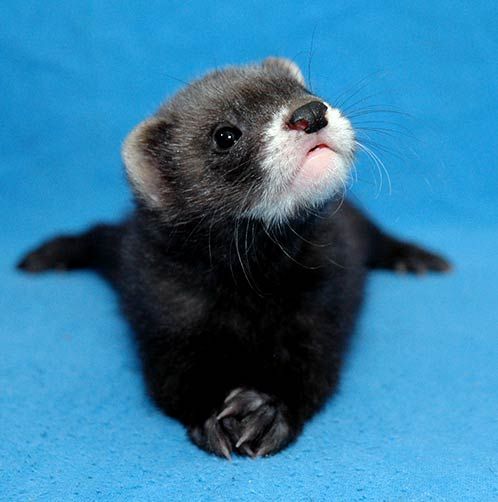 Ferret Every Hour (@ferretperhour) on Twitter photo 