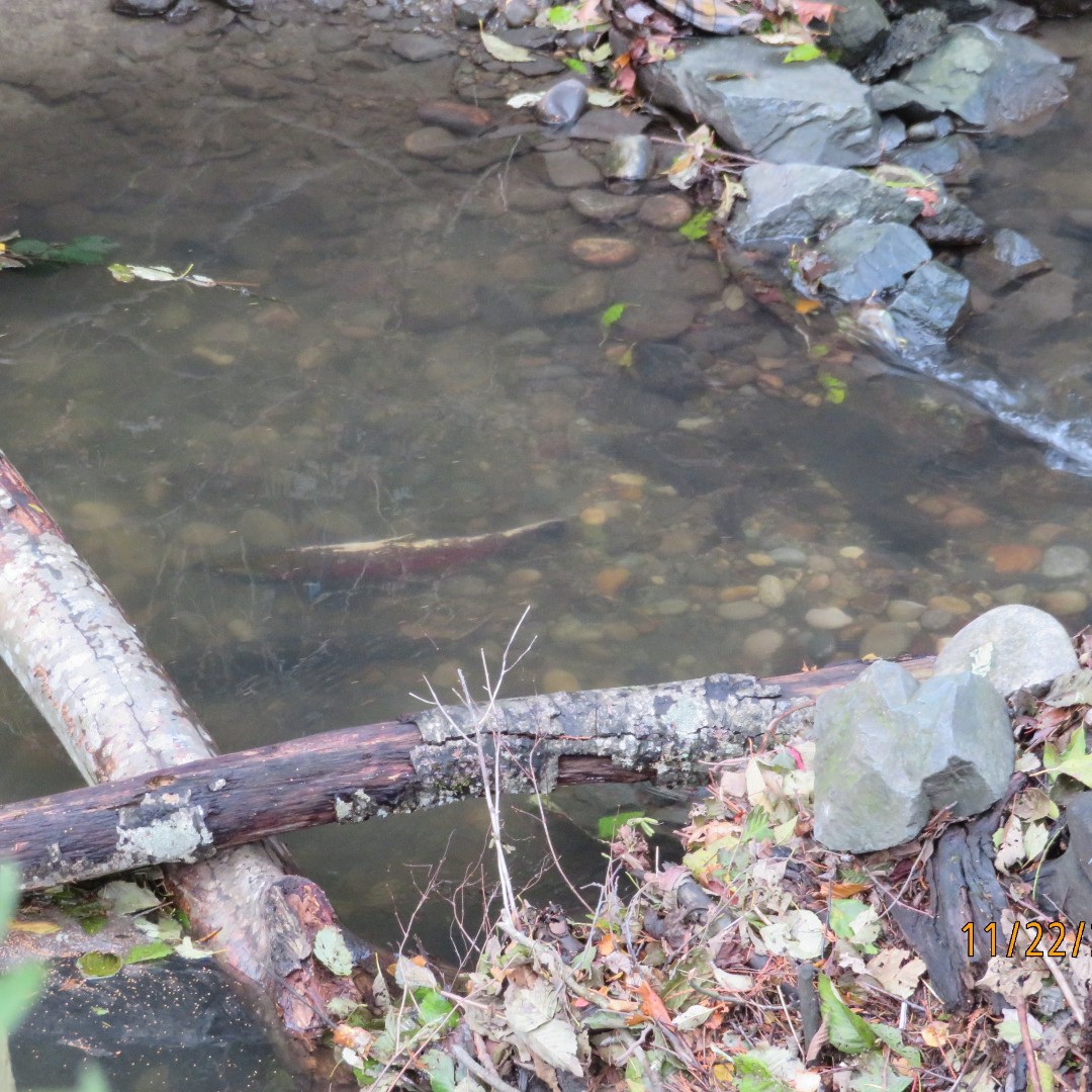 ✨ Historic Milestone for Cougar Creek! ✨

For the first time in living memory, spawning salmon have reached the headwaters of Cougar Creek in Surrey! 🐟 Huge thanks to <a href="/CougarCrkStream/">CougarCreekStreamkeepers</a> and our community partners for their incredible restoration efforts. #DeltaBC