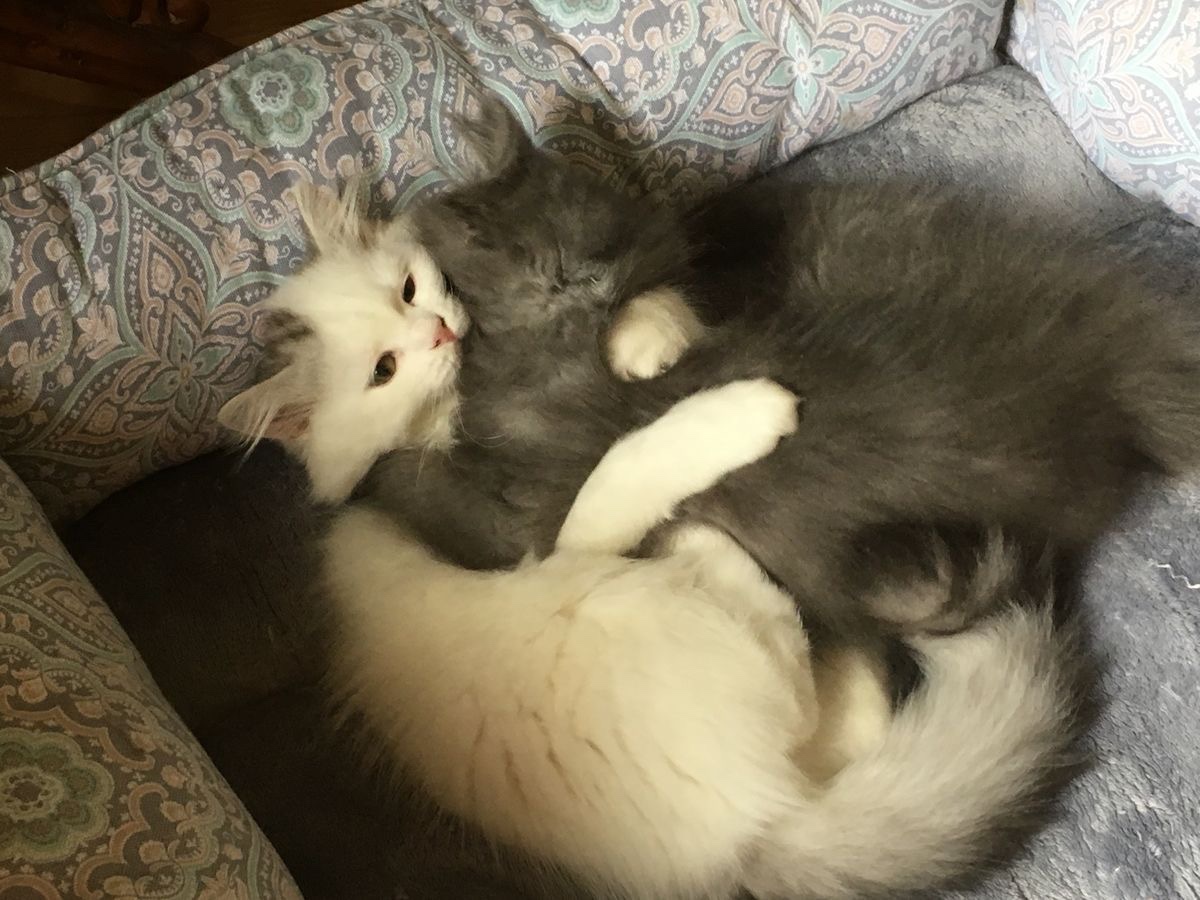 Miaw (@miaw) on Twitter photo 