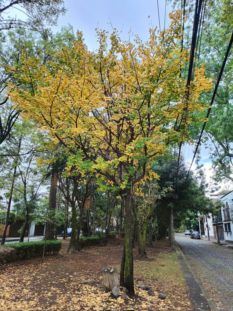 Ginkgo (Ginkgo biloba) en Paseo del Río, Chimalistac.

Ayer en el recorrido por el Parque de la Bombilla mostré el tronco del famoso Ginkgo de Quevedo que ya tiene varios años muertos, pero recordé este por ahí cerca y aprovechamos para ir a verlo.