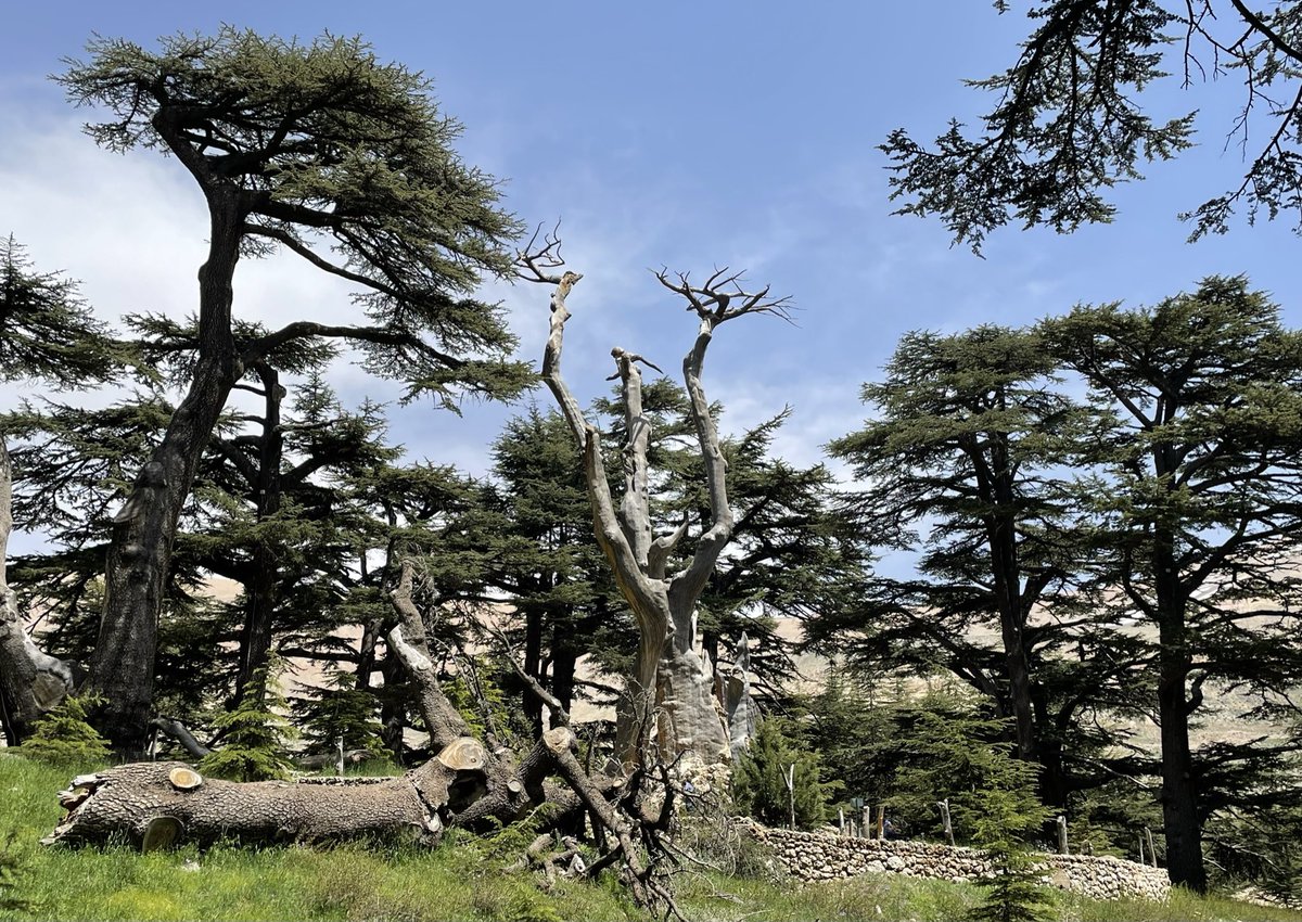 انتخاب رئيس الجمهورية #جوزيف_عون وليس مرشح #الاحتلال_الإيراني
تسمية #نواف_سلام لتشكيل الحكومة اللبنانية، شخصية أثبتت كفاءتها في أرقى المجالات السياسية والقضائية
#لبنان_الغد على موعد جميل
إنه يوم مجيد
مبروك للبنانيين 🇱🇧🙏🏻